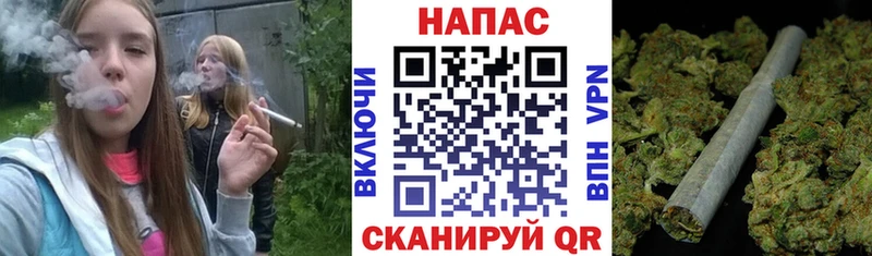 купить наркоту  Новозыбков  мега ссылка  Конопля сатива 